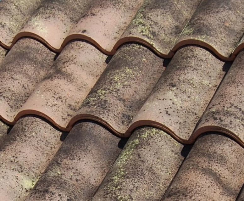 Duna viltara (BMI COBERT-SPAIN)